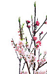 梅花