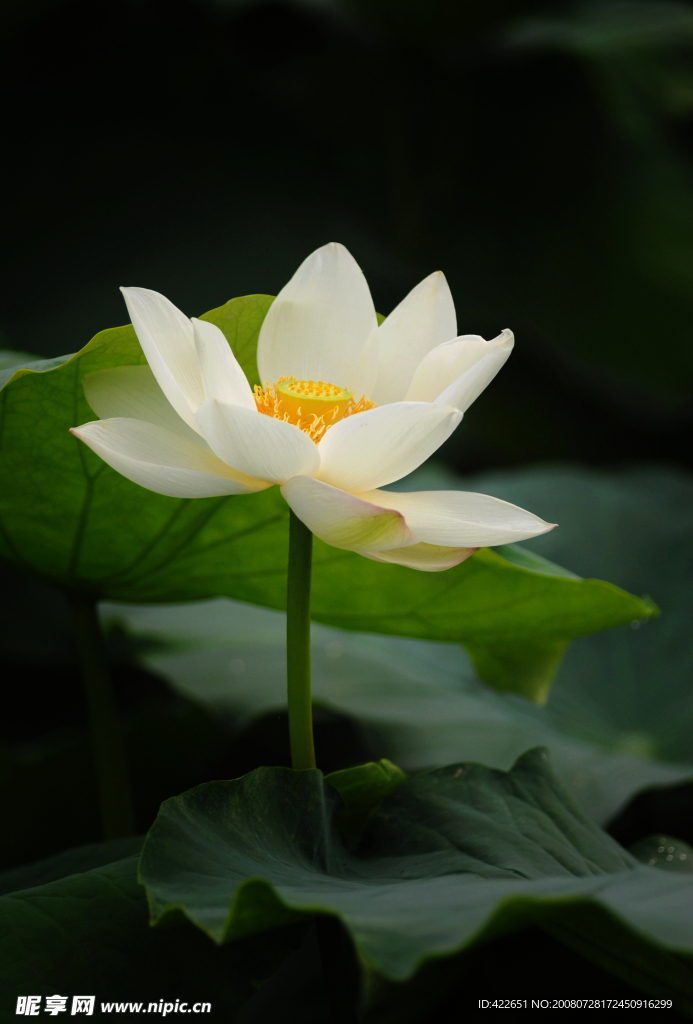 冰清玉洁