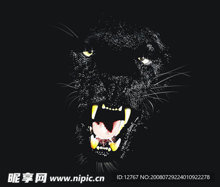 黑豹