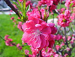 红梅花开