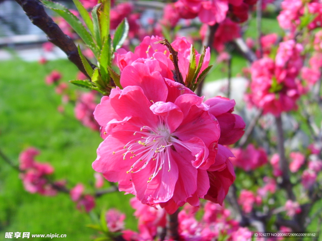 红梅花开