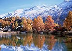 雪山红叶