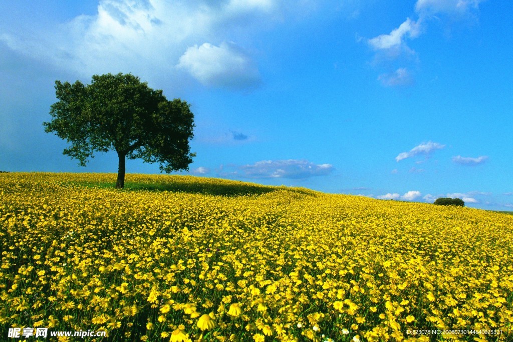 黄花