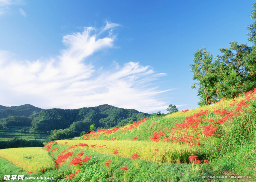 蓝天  草  花