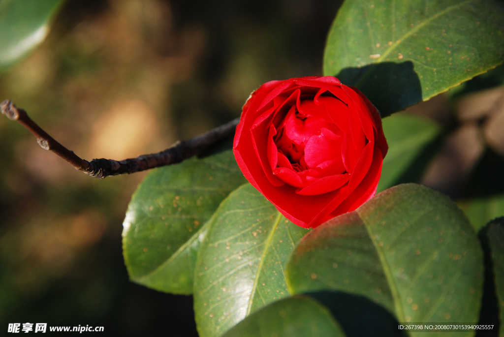 山茶花