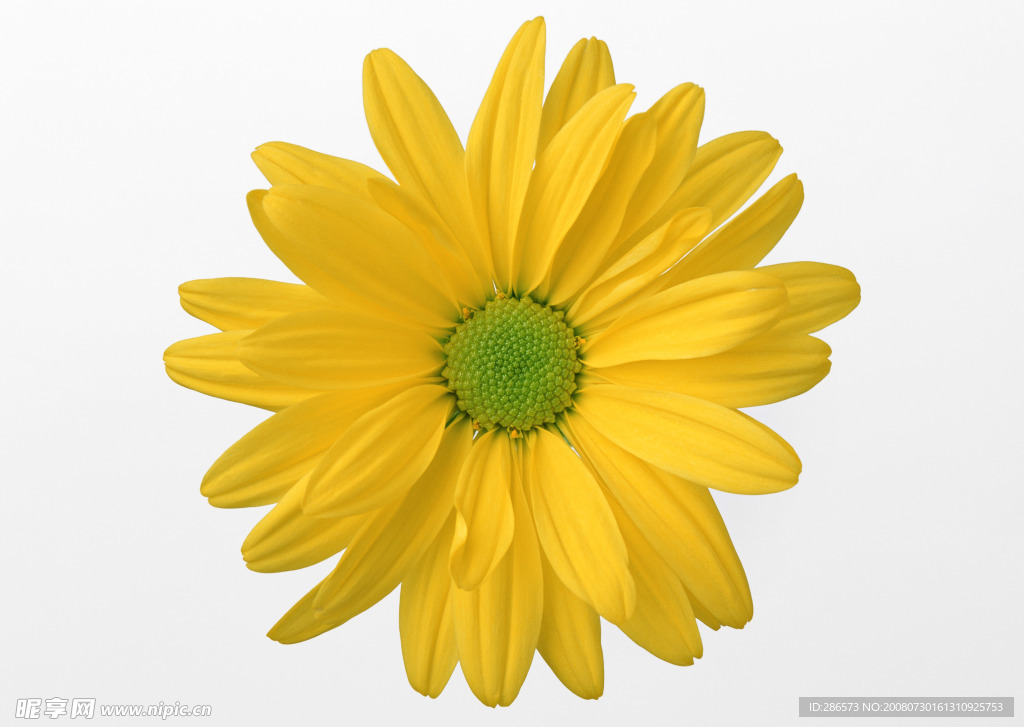 黄花