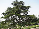 松树