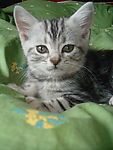 小猫