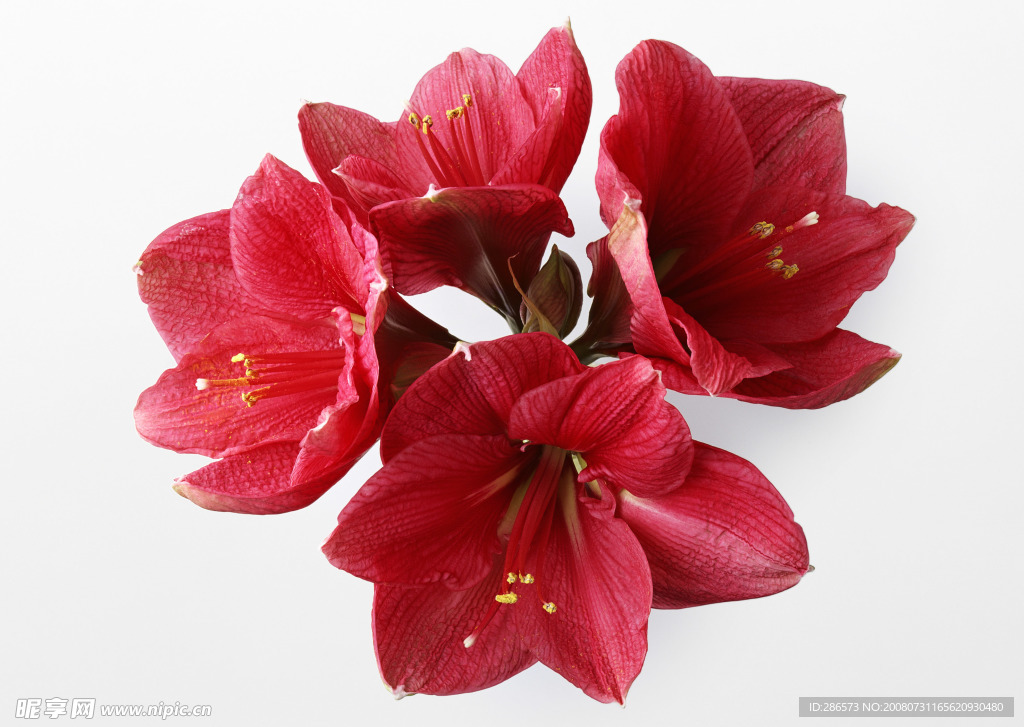 红花