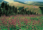 红满山坡1