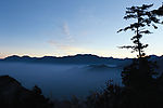 远岱与青松