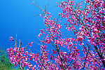芬芳桃花