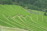 梯田