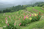 梯田与鲜花