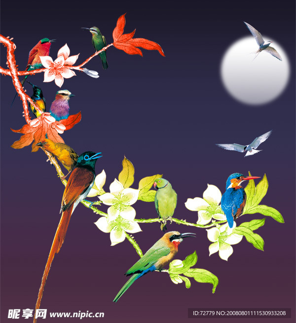花 鸟