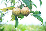 油茶枝