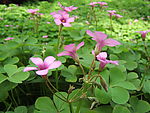 西湖边的花