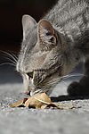玩耍的猫咪