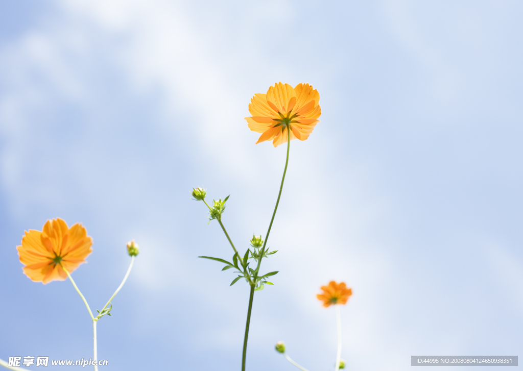 野菊花