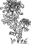 矢量菊花