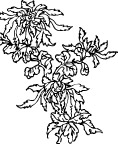 矢量菊花