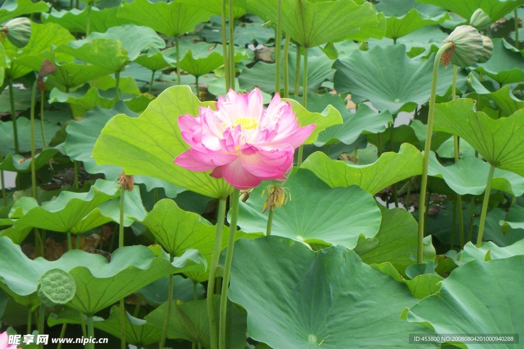 荷花