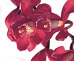 鲜花