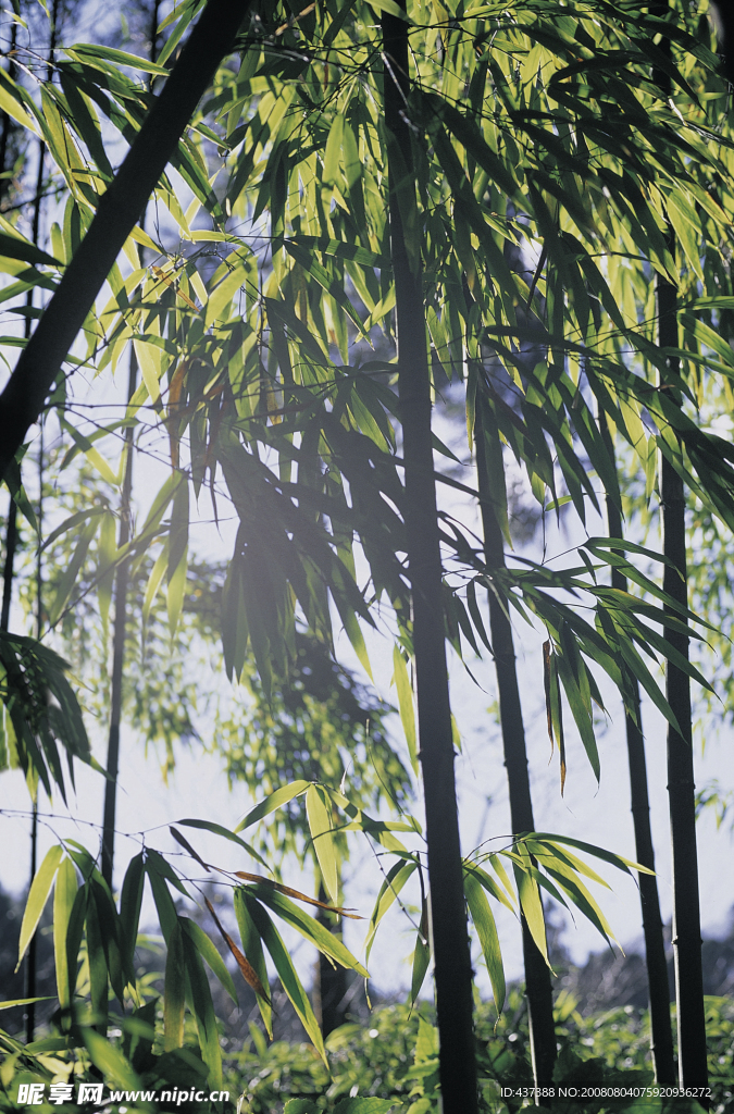 竹林1