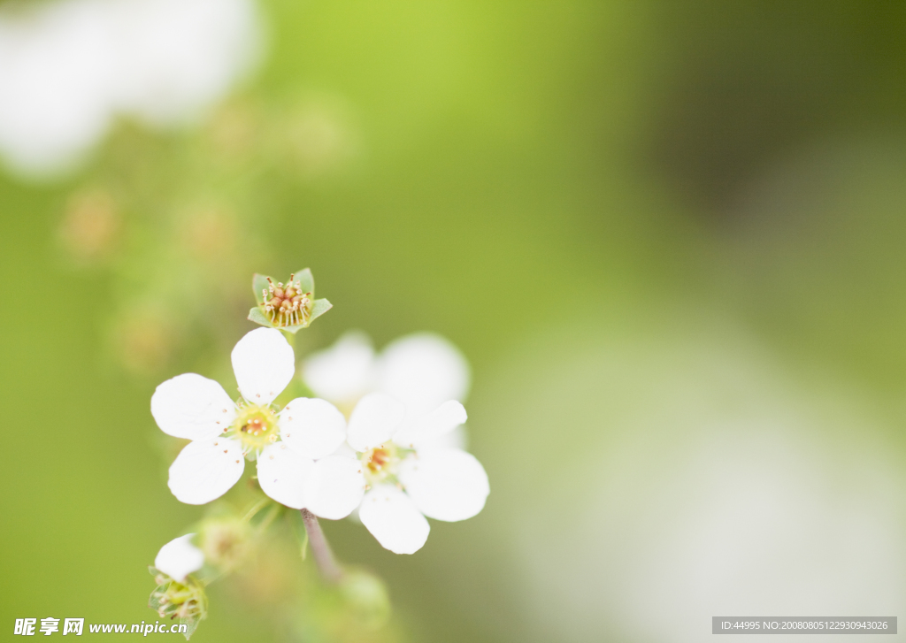 小白花