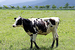 乳牛  牧场