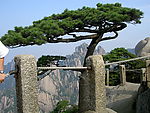 黄山迎客松