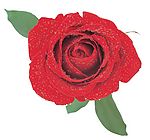 玫瑰花