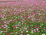 花田