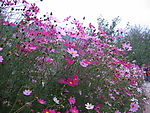 波丝菊