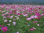 波丝菊