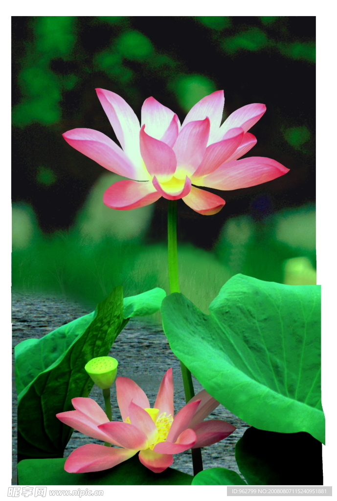 荷花