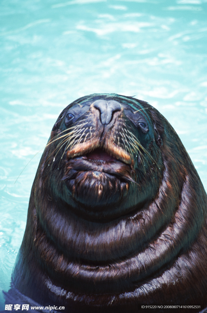 海狮