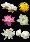 分层花朵