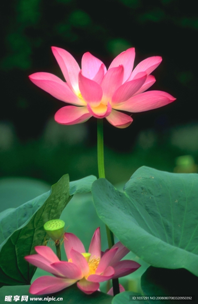 出水芙蓉