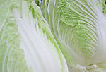 大白菜
