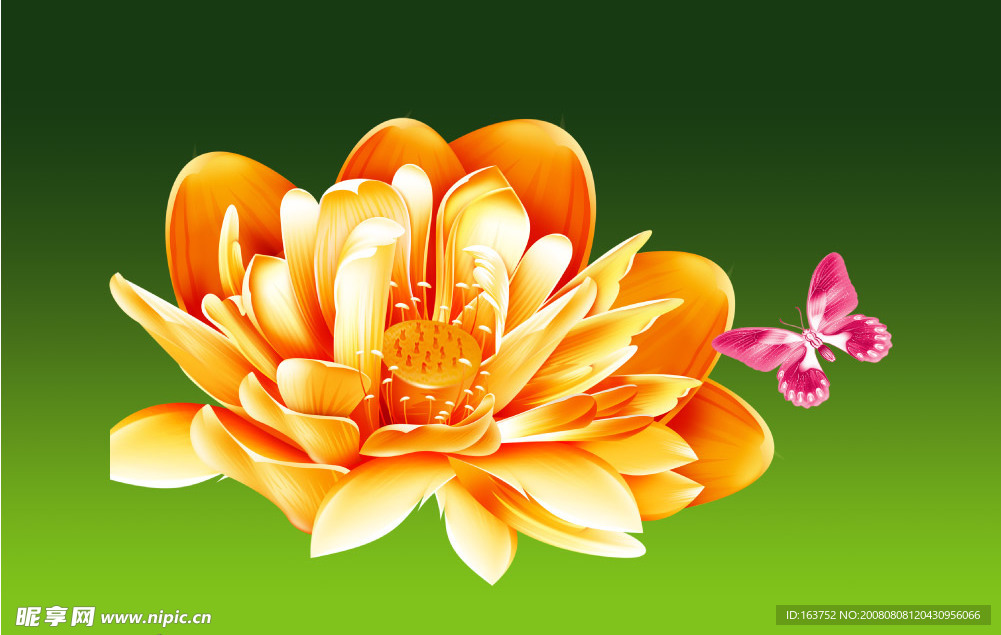 莲花荷花