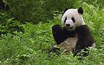 国宝熊猫