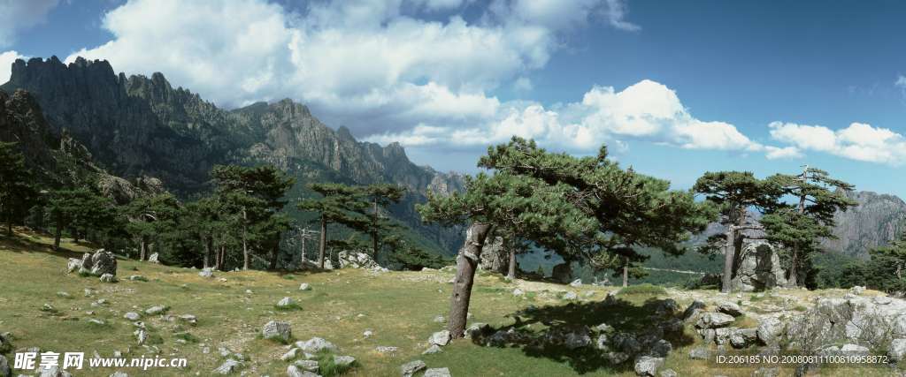 松树
