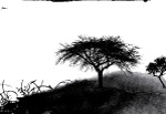 水墨画——《孤树》