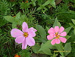 小野花