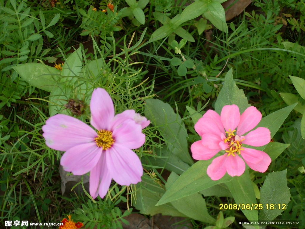 小野花