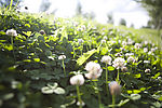 小花