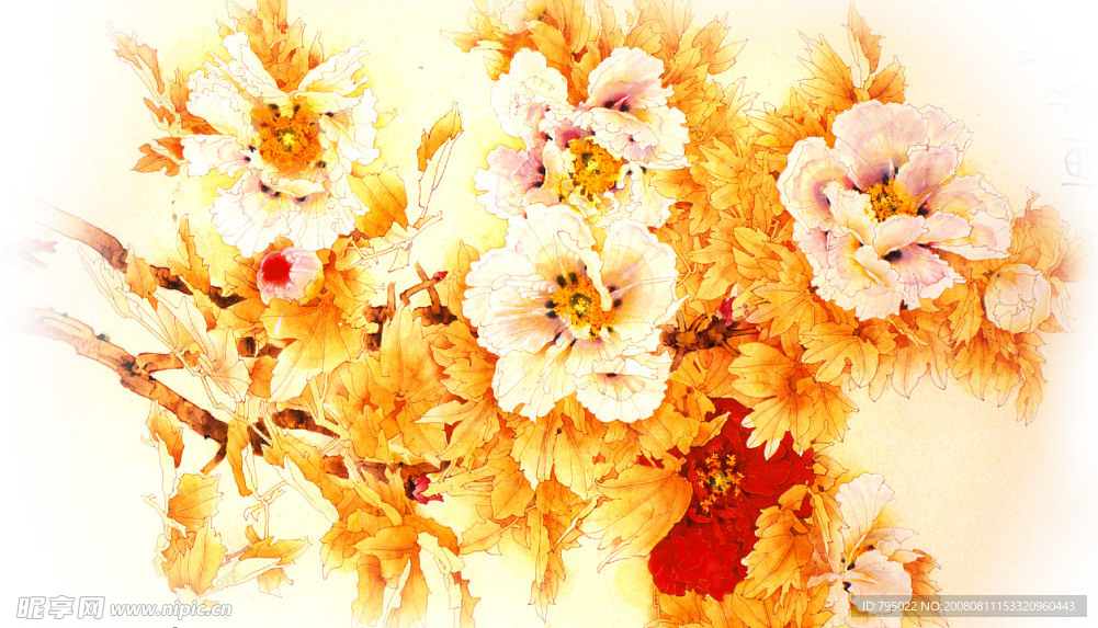 牡丹花