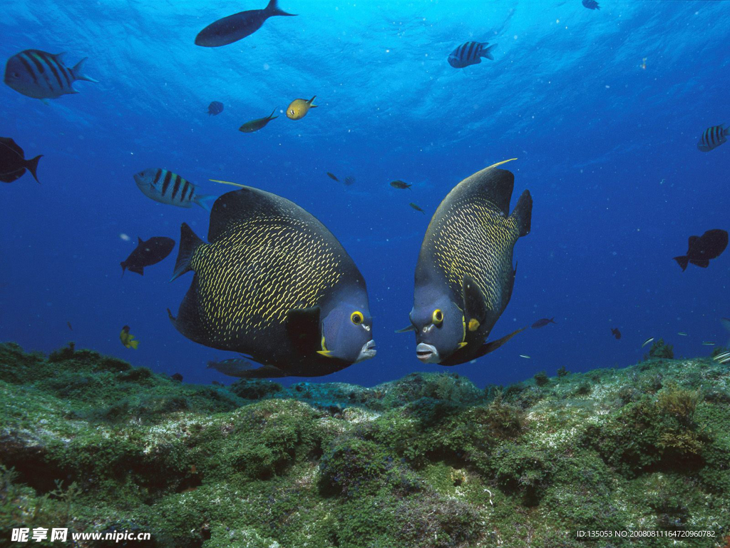 巴西罗卡环礁法国神仙鱼