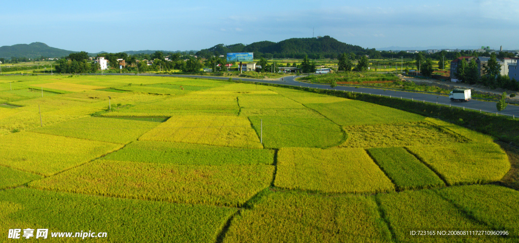 稻田